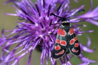 Zygaena carniolica