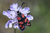 Zygaena carniolica