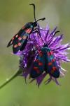 Zygaena transalpina