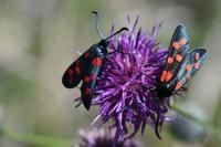 Zygaena transalpina