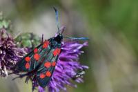 Zygaena transalpina