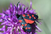 Zygaena transalpina