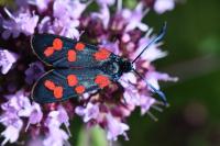 Zygaena transalpina