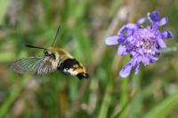 Hemaris tityus