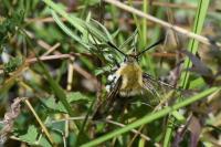 Hemaris tityus