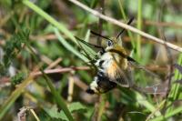 Hemaris tityus