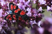 Zygaena carniolica