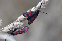 Zygaena carniolica