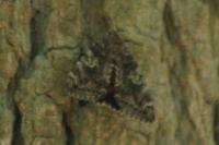 Catocala sponsa