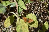 Boloria dia