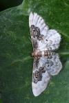Idaea rusticata