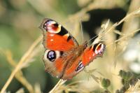 Aglais io