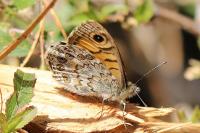 Lasiommata megera