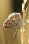 Aricia agestis