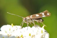 Scythris scopolella