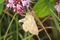 Macdunnoughia confusa