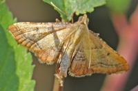 Endotricha flammealis