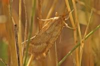 Synaphe punctalis