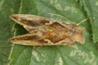 Macdunnoughia confusa