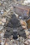 Macroglossum stellatarum