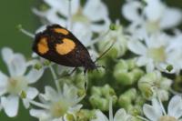 Pammene aurana