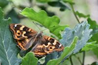 Apatura ilia