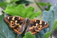 Apatura ilia