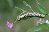 Proserpinus proserpina