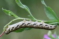 Proserpinus proserpina