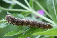 Proserpinus proserpina