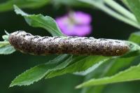 Proserpinus proserpina