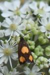 Pammene aurana