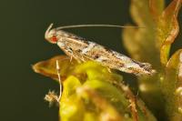 Acrocercops brongniardella