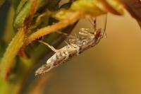 Acrocercops brongniardella