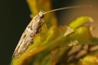 Acrocercops brongniardella