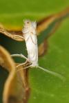 Phyllonorycter harrisella