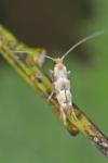 Phyllonorycter trifasciella