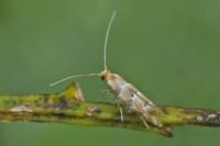 Phyllonorycter trifasciella