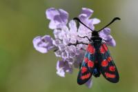 Zygaena carniolica