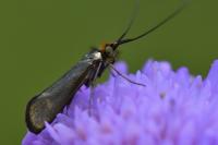 Nemophora metallica