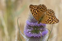 Argynnis paphia