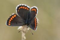 Aricia agestis