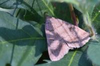 Pechipogo strigilata