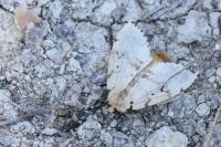 Lymantria dispar