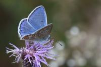 Polyommatus icarus