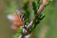 Aristotelia ericinella