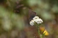 Satyrium ilicis