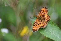 Boloria selene