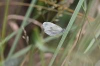 Leptidea sinapis