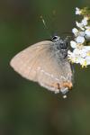 Satyrium ilicis